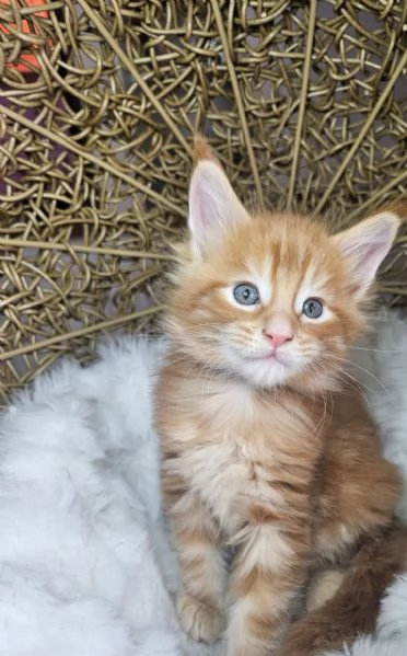 Disponibili Cuccioli di Maine coon.