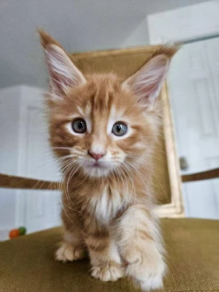 Cucciola di razza Maine Coon | Foto 0