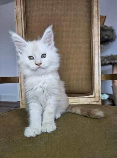 Maine Coon cuccioli | Foto 0