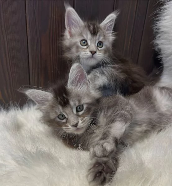 Cuccioli Maine Coon maschi e femmine | Foto 0