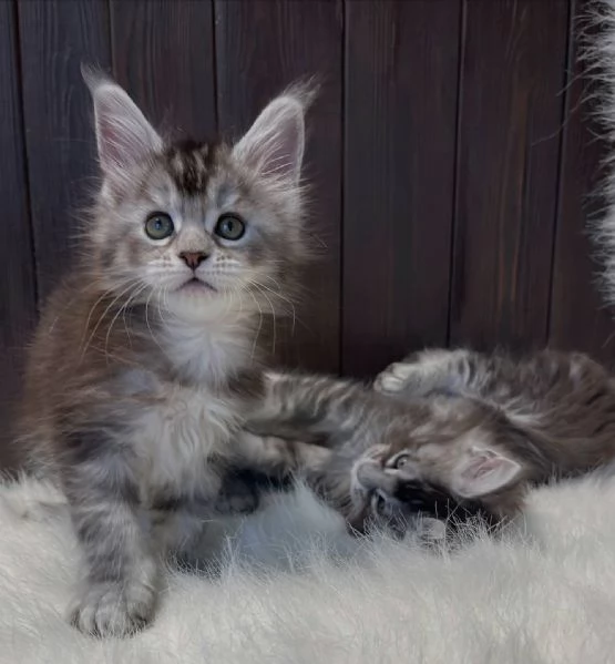 Cuccioli Maine Coon maschi e femmine