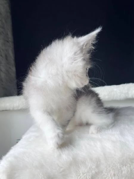 Maine Coon disponibili | Foto 0