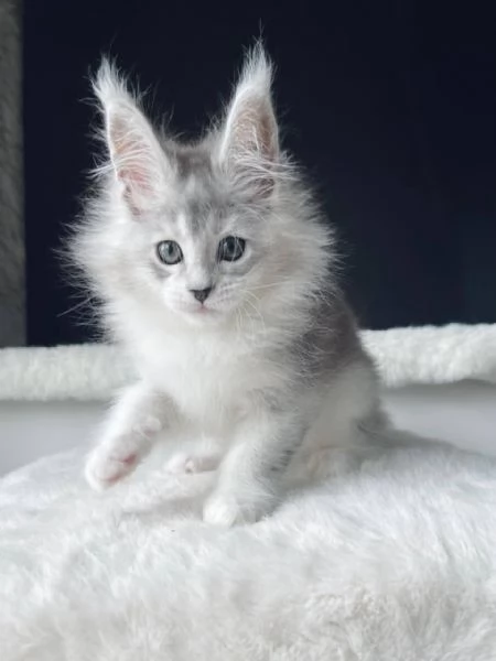 Maine Coon disponibili