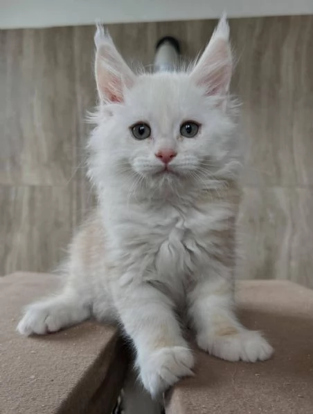 Maine coon cuccioli
