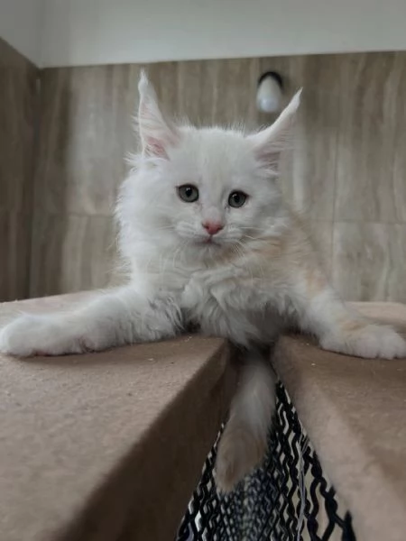 Maine coon cuccioli | Foto 0