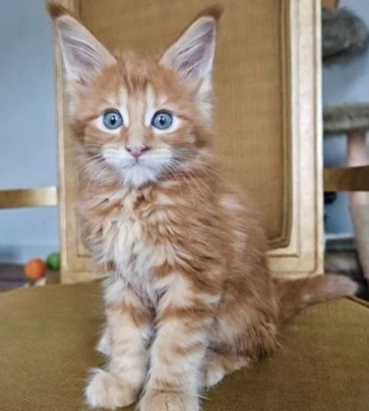 Maine Coon, Gattini di Razza Purezza  Disponibili Subito! | Foto 0