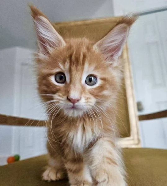 Maine Coon, Gattini di Razza Purezza  Disponibili Subito!