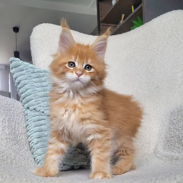 GATTINI MAINE COON Unico! | Foto 0