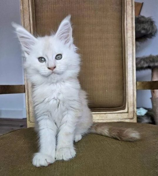GATTINI MAINE COON Unico!