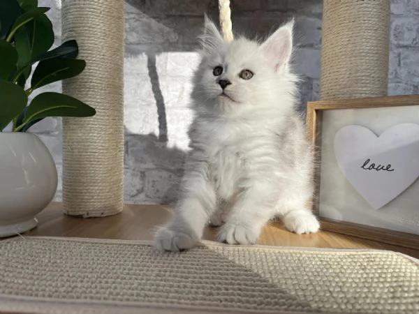 Maine coon cuccioli !! | Foto 0