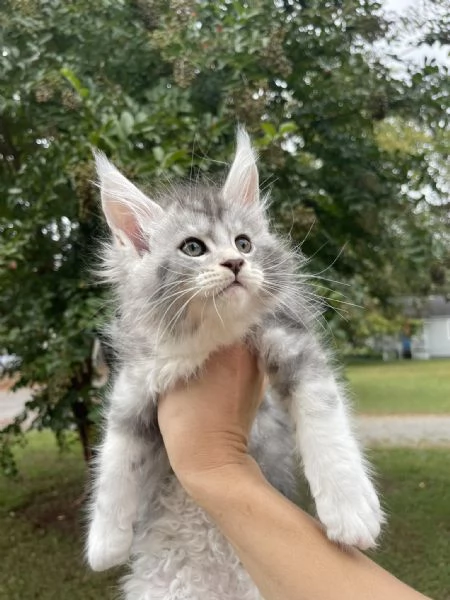 Maine coon cuccioli !!