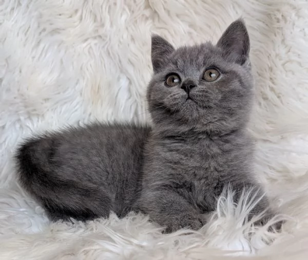 Gattini British Shorthair | Foto 1