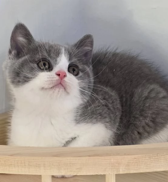 Gattini British Shorthair | Foto 0