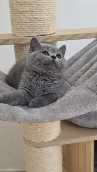 British shorthair maschio e femmina