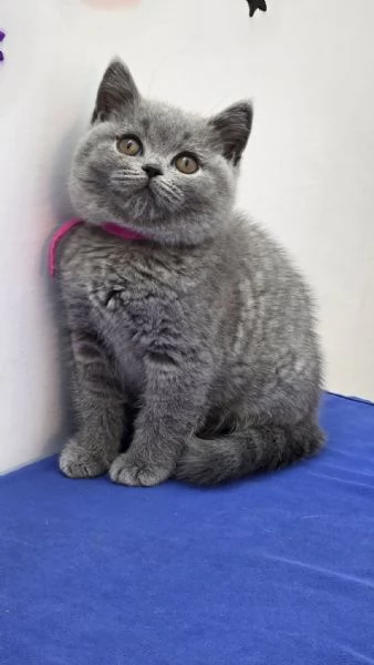 British Shorthair aspetta casa