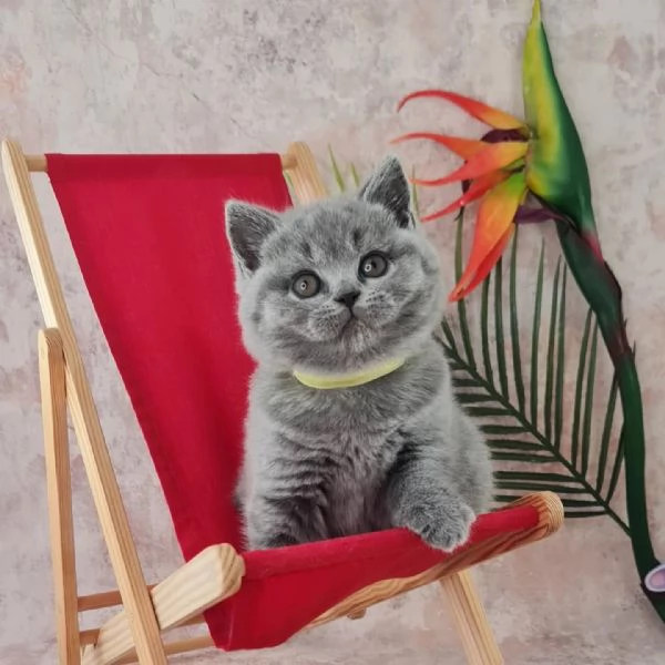 Gatti British shorthair