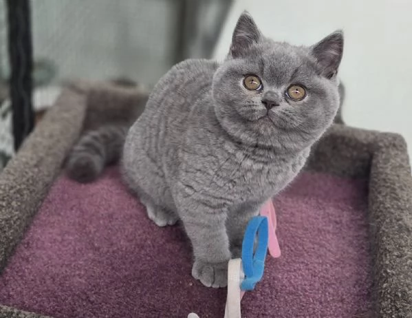 Cuccioli British shorthair
