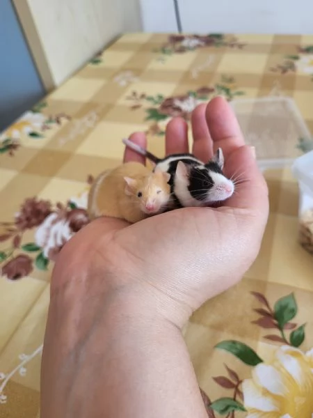 Topi domestici | Foto 0