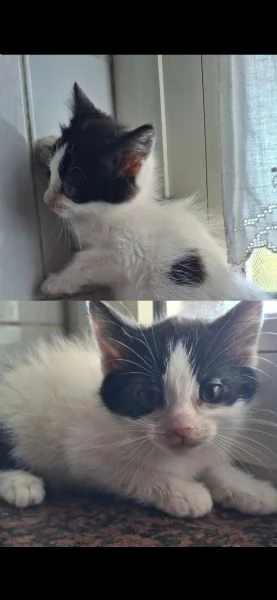 Gatti in regalo 
