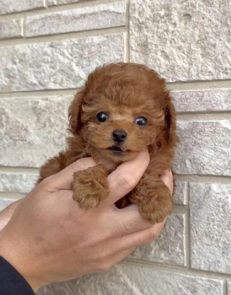 CUCCIOLI DI BARBONCINO TAGLIA TOY | Foto 0