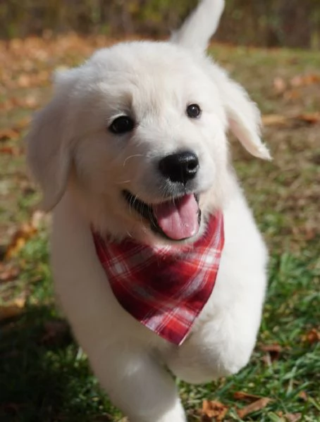 CUCCIOLI DI GOLDEN RETRIEVER | Foto 0