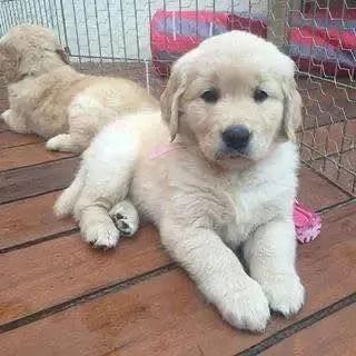 BELLISSIMI CUCCIOLI DI GOLDEN | Foto 0