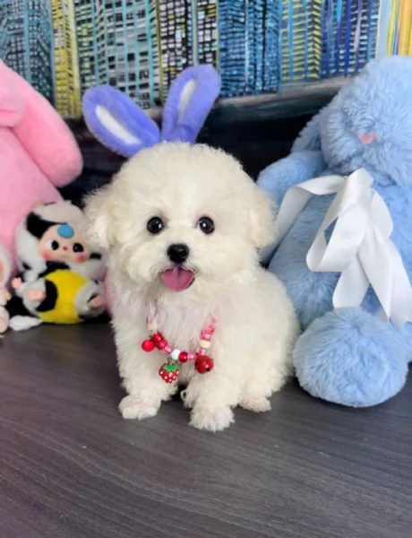 Cuccioli di Barboncino Toy