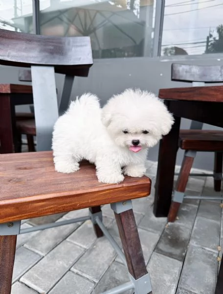 Barboncino toy cuccioli