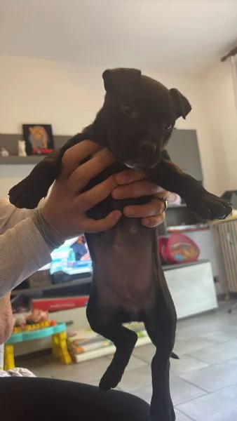 Animale