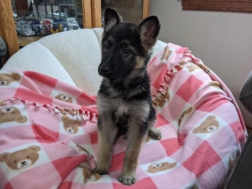 Cuccioli di pastore tedesco