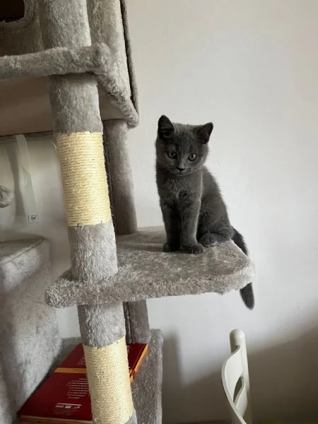 Gattino scottish  | Foto 5