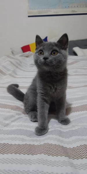 Gattino scottish  | Foto 4