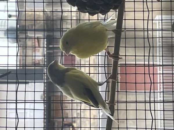 Vendita di uccelli 