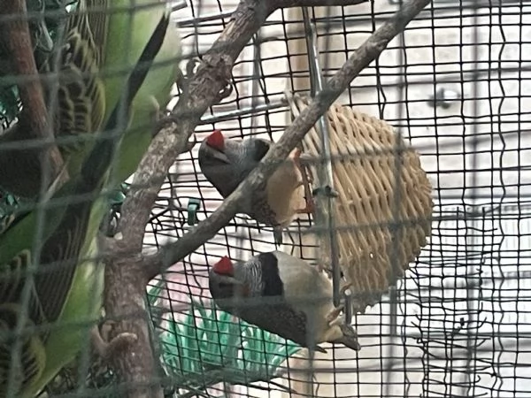 Vendita di uccelli  | Foto 4