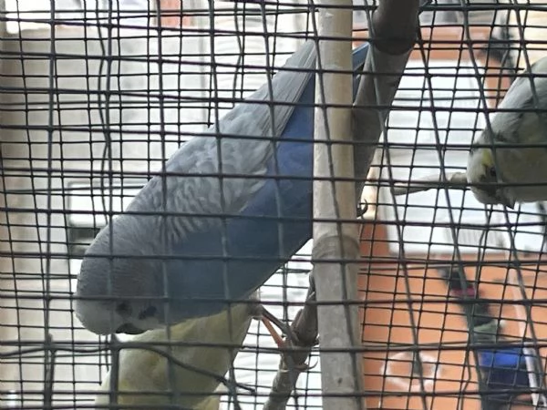 Vendita di uccelli  | Foto 3