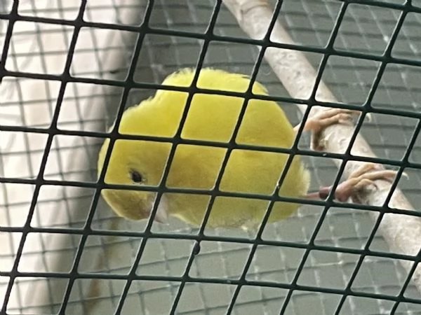 Vendita di uccelli  | Foto 2
