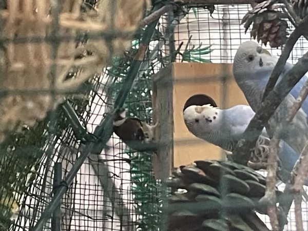 Vendita di uccelli  | Foto 1