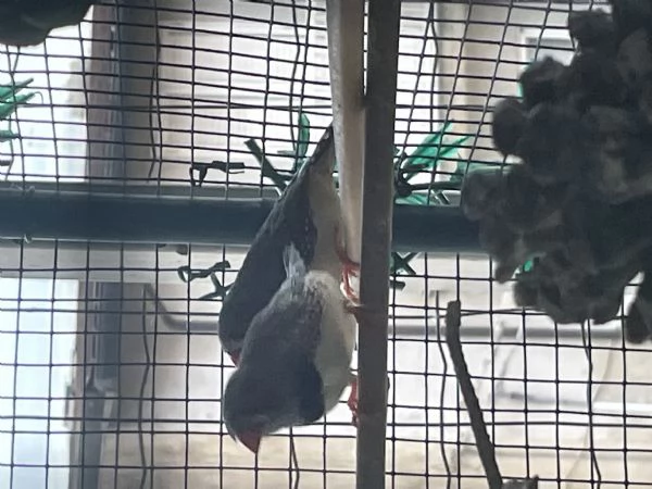Vendita di uccelli  | Foto 0