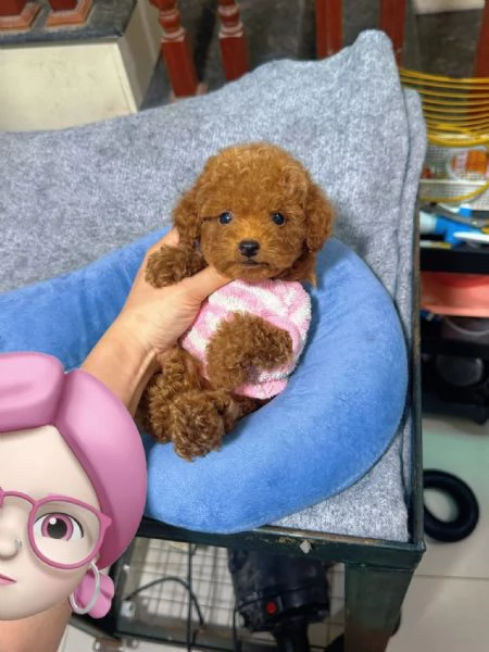 Due cuccioli di Barboncina toy 