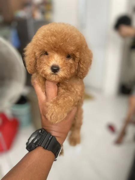Due cuccioli di Barboncina toy 