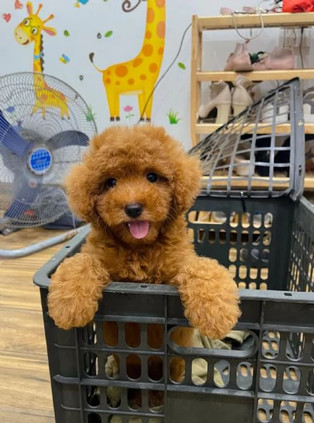 CUCCIOLI DI BARBONCINI TOY | Foto 0