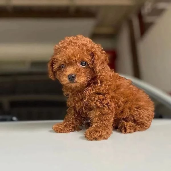 Cuccioli di Barboncini toy | Foto 0