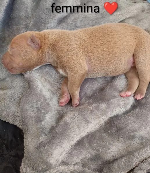 America Pitbull cuccioli 