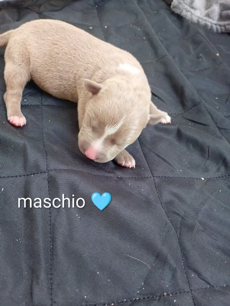 America Pitbull cuccioli  | Foto 5