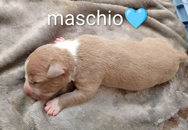 America Pitbull cuccioli  | Foto 4