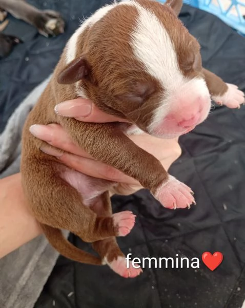 America Pitbull cuccioli  | Foto 3