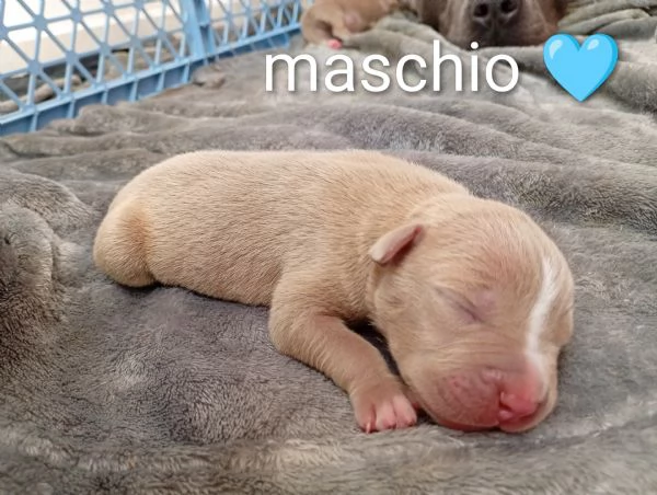 America Pitbull cuccioli  | Foto 2