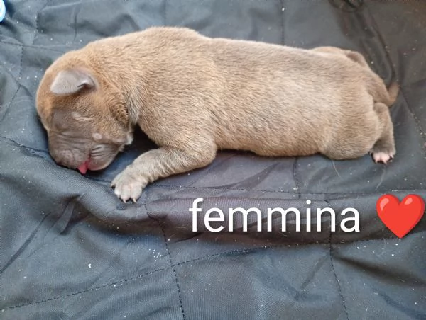 America Pitbull cuccioli  | Foto 1
