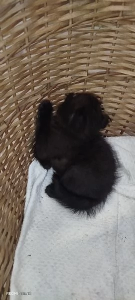 Scottish fold cuccioli 