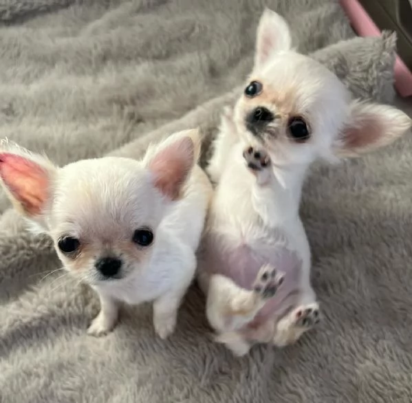 Adorabili cuccioli di Chihuahua.